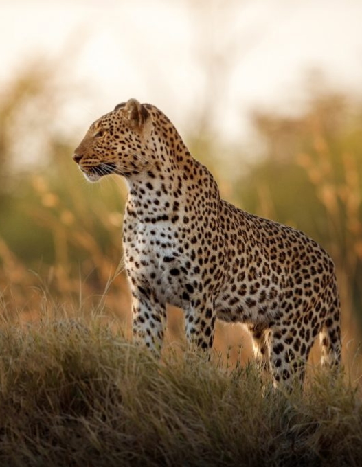 image of African Safaris