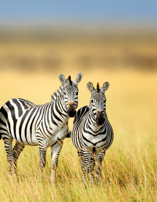 image of Nature & Wildlife